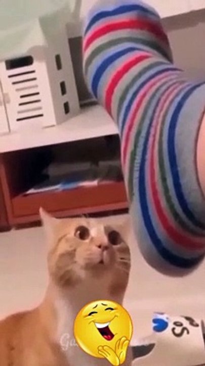 Cute cat funny video 