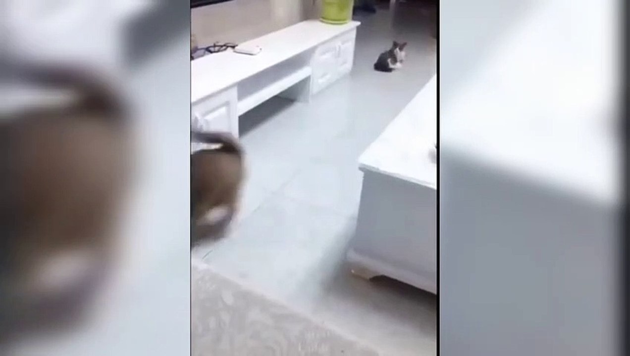 Funny animals