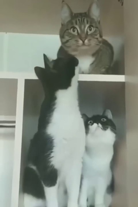 Funny cats moments caught on camera