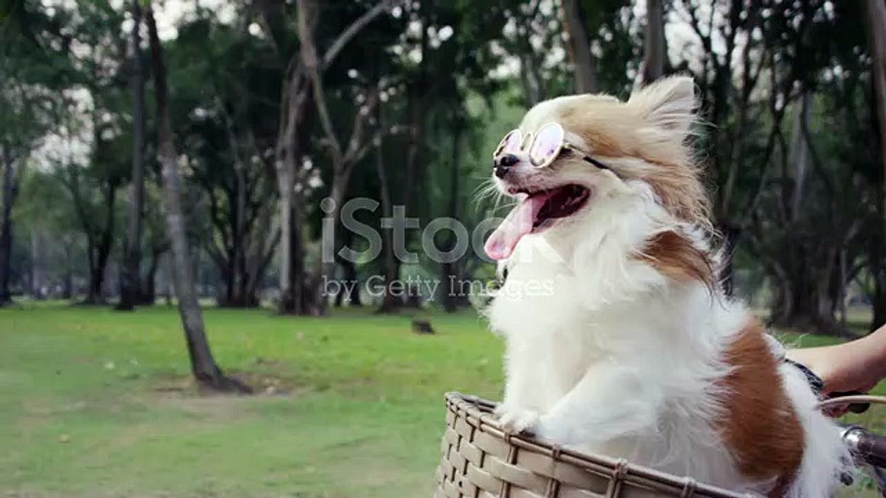 Animals love