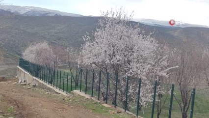 Bingöl'de bir kara kış bir yanda bahar yaşanıyor