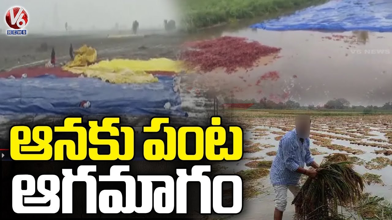 Huge Crop Damage After Heavy Rains, Farmers Loss _ Telangana Rains _ V6 ...