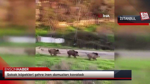 Sokak köpekleri şehre inen domuzları kovaladı