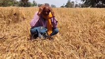 गोरखपुर: बेमौसम बारिश से गेहूं की फसल को नुकसान, किसान परेशान