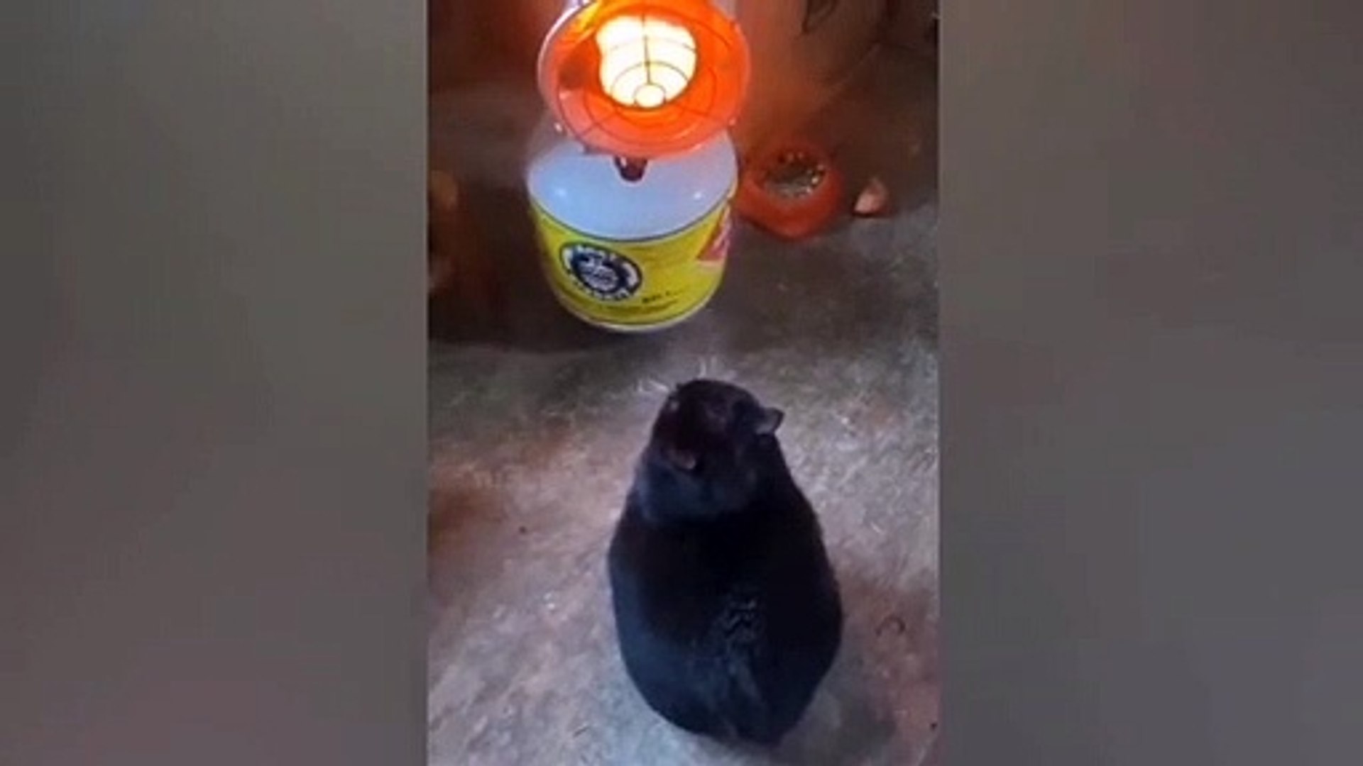 Cute Animals fun