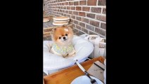 Cute puppy  enjoying