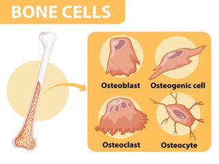 Types of bone cells