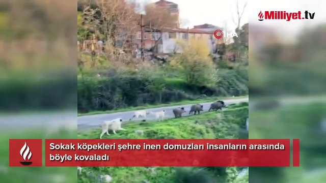 Sokak köpekleri şehre inen domuzları insanların arasında böyle kovaladı
