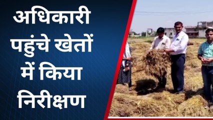 दौसा : कृषि अधिकारियों ने किया खेतों का निरीक्षण, देखिए पूरी खबर