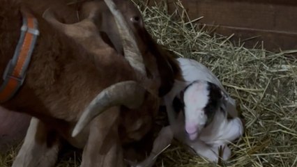 Goat gives birth to an adorable baby buck on International Women's Day