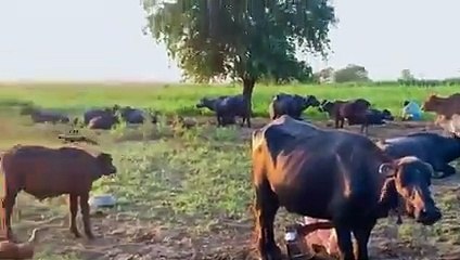 Maoula Ya sali waslim  (qasida burda sharif) with beautiful view