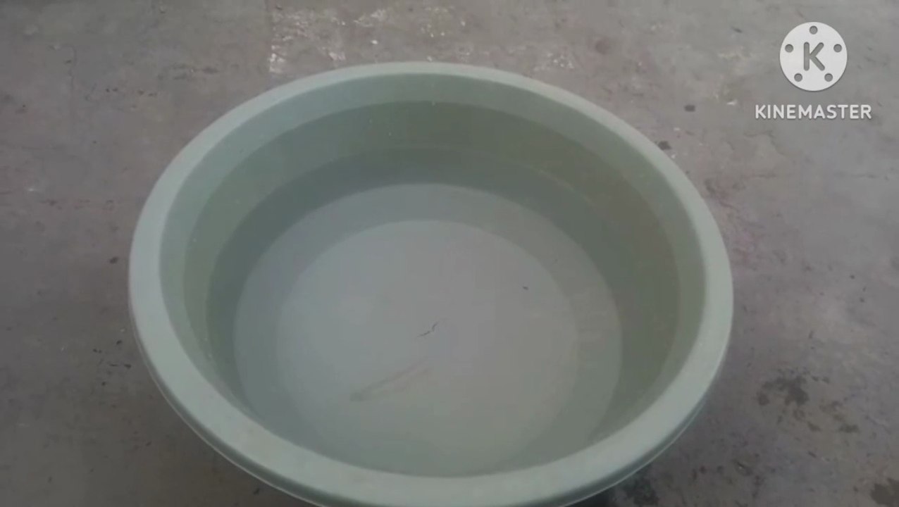 Ducks chicks lovely swimming