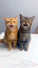 Need a laugh check out these funny cats