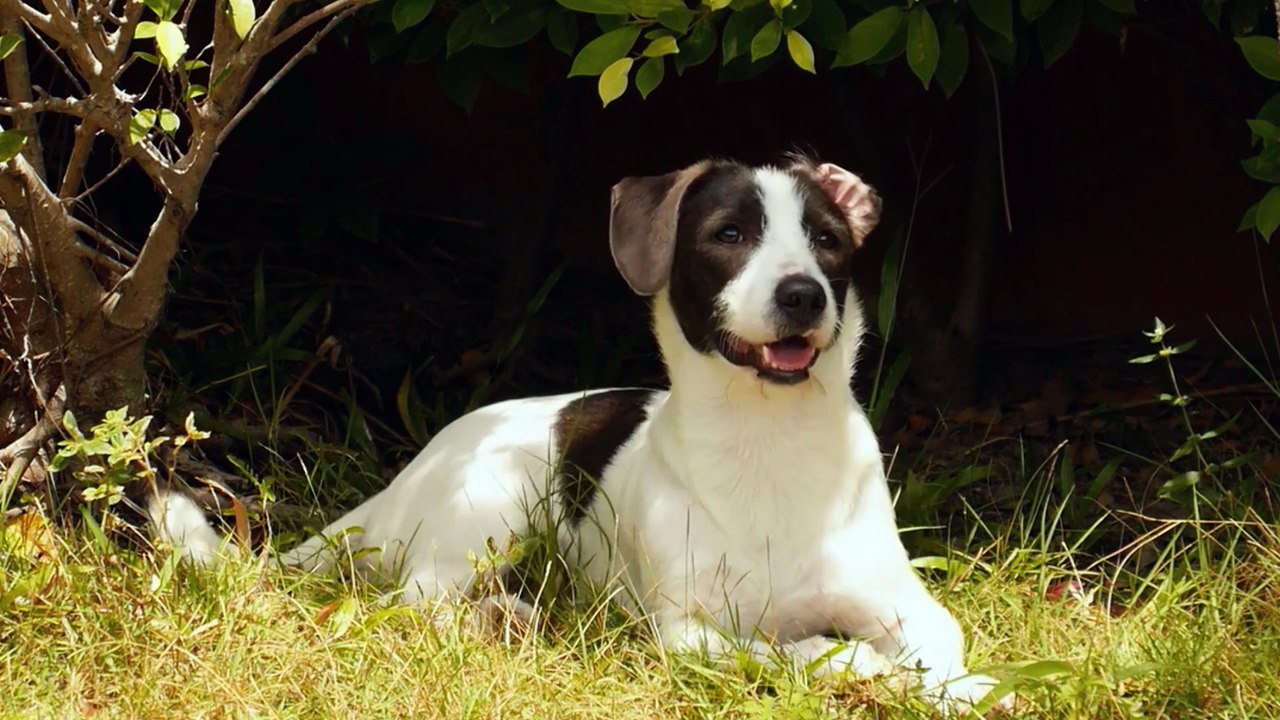 Funn Time with Kittens | Cats and dogs kittens Meowing Compilation | Funny Plox Animals