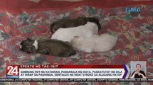 Sobrang init ng katawan, pamumula ng mata, pagkatuyot nd dila nat hirap sa paghinga, senyales ng heat stroke sa alagang hayop | 24 Oras Weekend