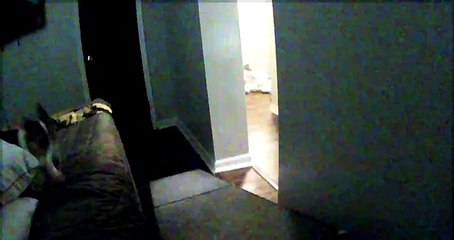 What My Corgi Does on Her Puppy Ramp