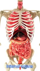 Effect of breathing  on internal organs