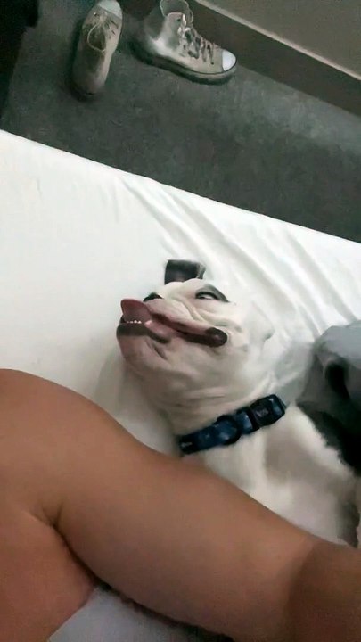 Napping Bulldog Makes a Funny Face