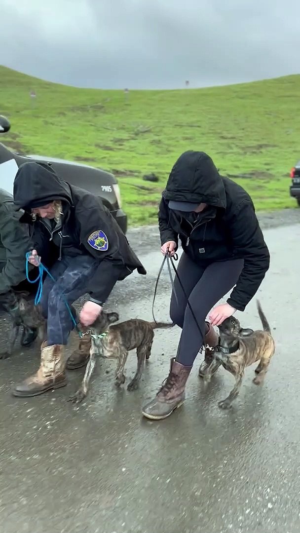 ⁣Police Puppy Dog Training