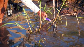 Buey Dorados y Barrancas en Santa Elena, Entre Ríos