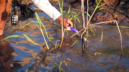 Buey Dorados y Barrancas en Santa Elena, Entre Ríos