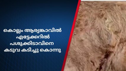 ഭീതി പരത്തി വീണ്ടും കടുവ; പശുക്കിടാവിനെ കടിച്ചുകൊന്നു