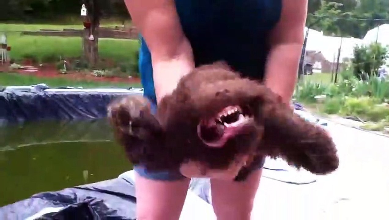 Funny Animals Funny Leaf Blower Dog