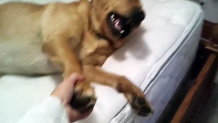 Dog Hates Waking Up - Funny Animals Channel