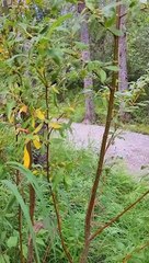 Hiker Has Close Encounter With a Bear