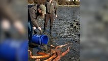 100lbs giant octopus saved by quick-thinking 10-year-old girl