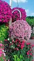 Dubai mircle garden complete دنیا کے ہر قسم کے پھول ♥️