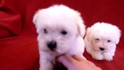 MALTESE BARKING