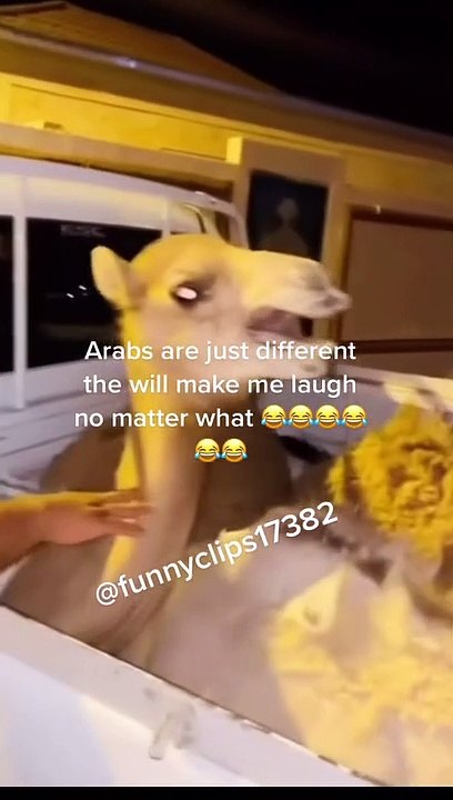 Fun Camel