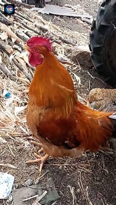 Cock 69