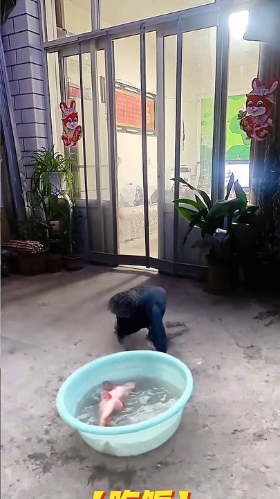 black duck eating fish