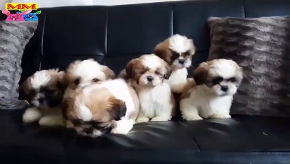 shorts#  كلاب مضحكة اللعب، ما الذي يتم؟