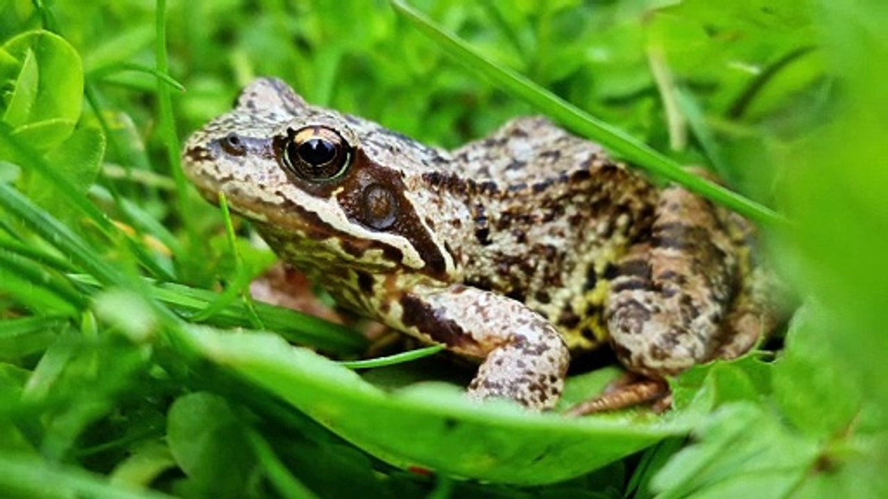 Frog 4k video