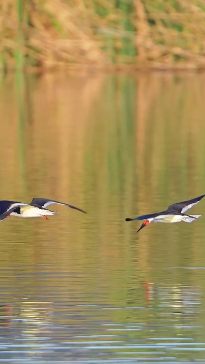 Birds flying#trending#birdsflying#viralshorts#viralreels#trendingvideo#trendingshorts