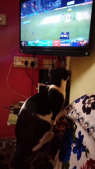 IPL Match Cat In Sea