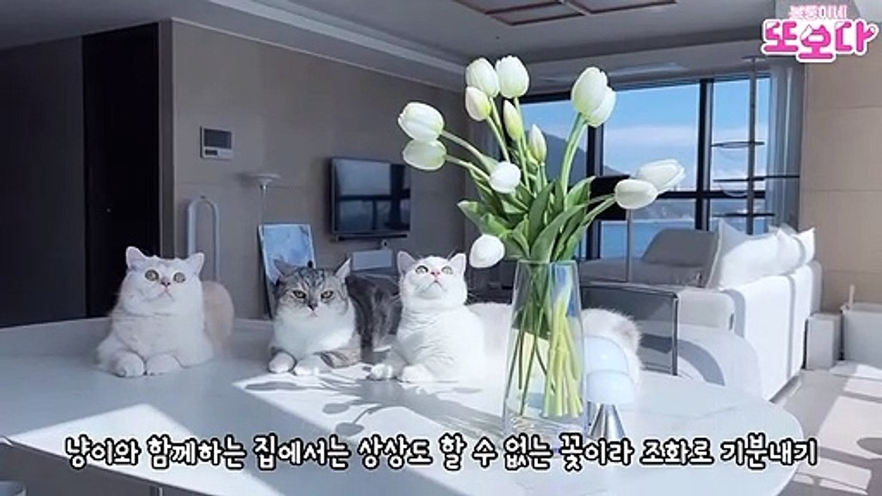 Funniest Animals Video - Best Cats and Dogs - Funny Cats and Crazy Dogs Videos 2023! shorts