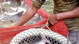Unbelievable Cast Net Fishing Videos