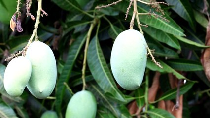 Talala gir ni keshr Keri