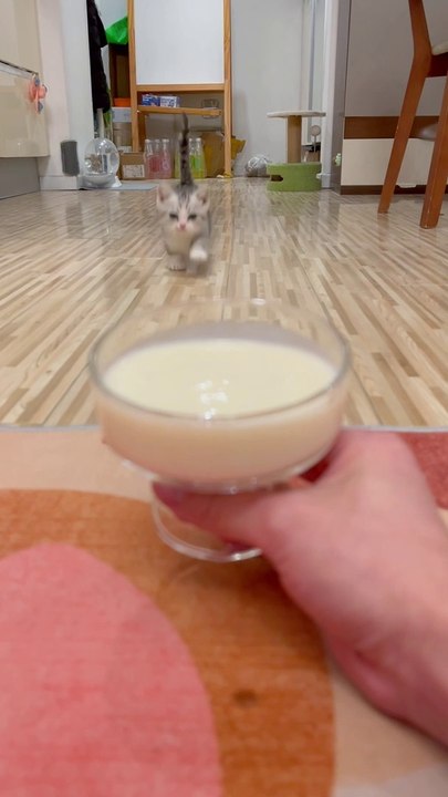 cat funny