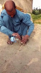 Feeding Puppies with Milk 🐶