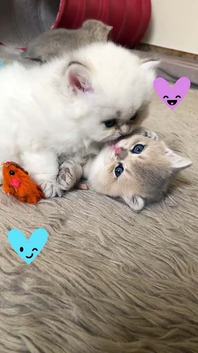 Double the cuteness  : meet our two super Adorable Cats.