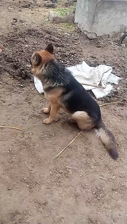 My German Shapherd dog