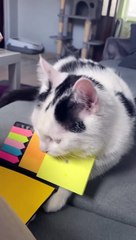 Silly Cat Thinks Drawing Is Real