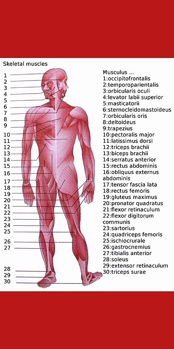 Muscles names