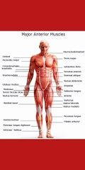 Muscles names