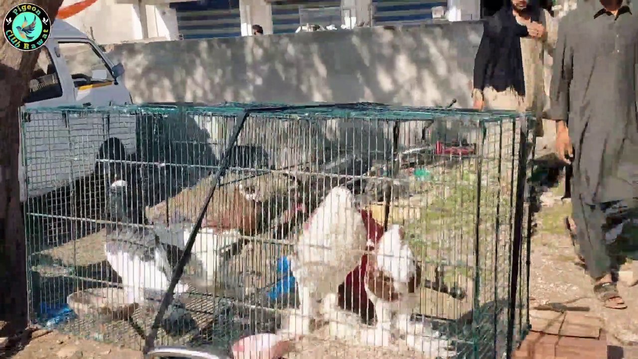 Fancy Bird Market | Fancy Kabootar Mandi Kallar Syedan Rawalpindi | Fancy Pigeon |